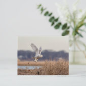 Snowy owl start op briefkaart (Staand voorkant)