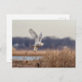 Snowy owl start op briefkaart (Voorkant / Achterkant)