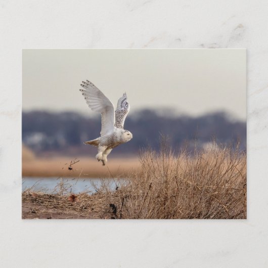 Snowy owl start op briefkaart (Voorkant)