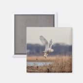 Snowy owl start op magneet (Voorkant / Achterkant)