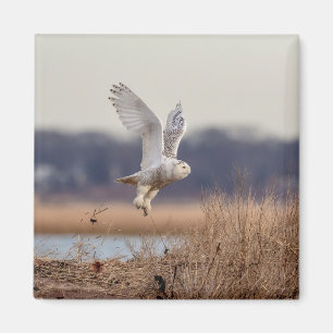 Snowy owl start op magneet
