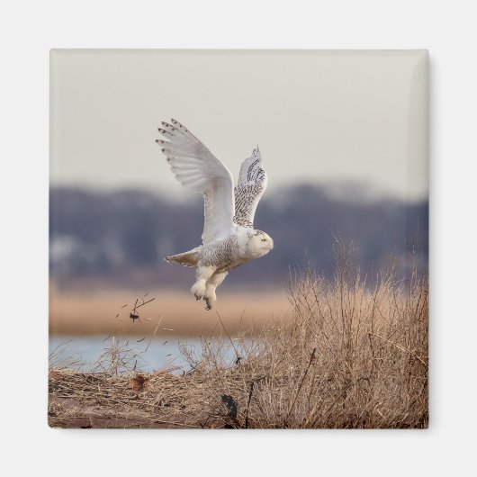 Snowy owl start op magneet (Voorkant)