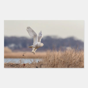 Snowy owl start op rechthoekige sticker