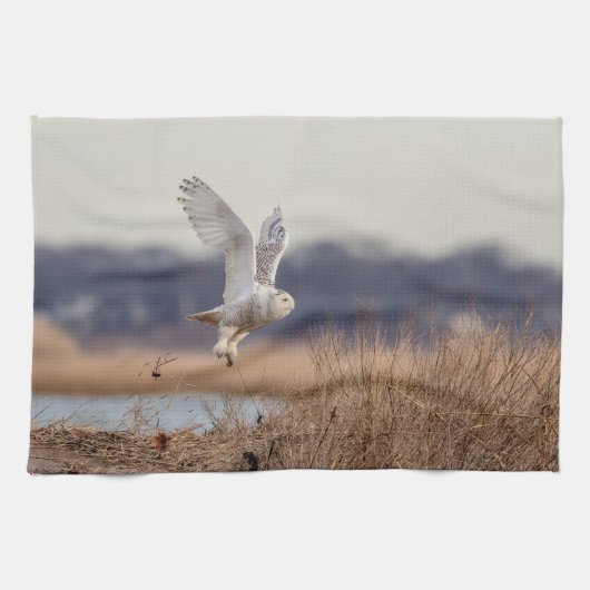 Snowy owl start op theedoek (Horizontaal)
