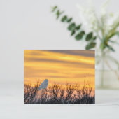Snowy Owl Sunset Briefkaart (Staand voorkant)