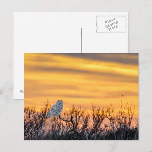 Snowy Owl Sunset Briefkaart (Voorkant / Achterkant)
