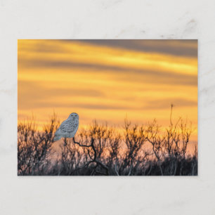 Snowy Owl Sunset Briefkaart