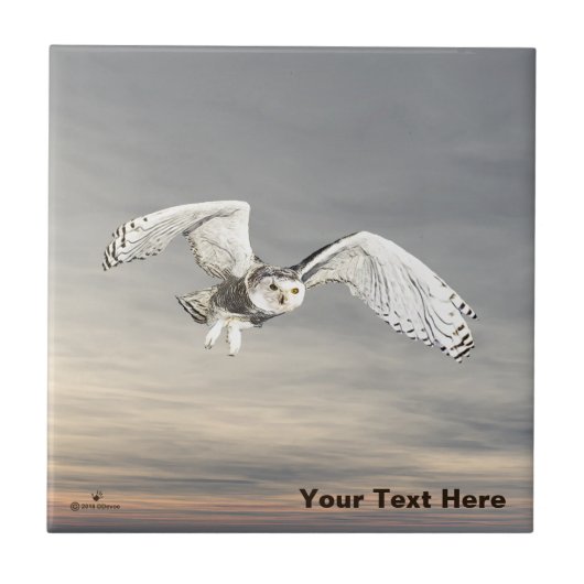 Snowy Owl Tegeltje (Voorkant)