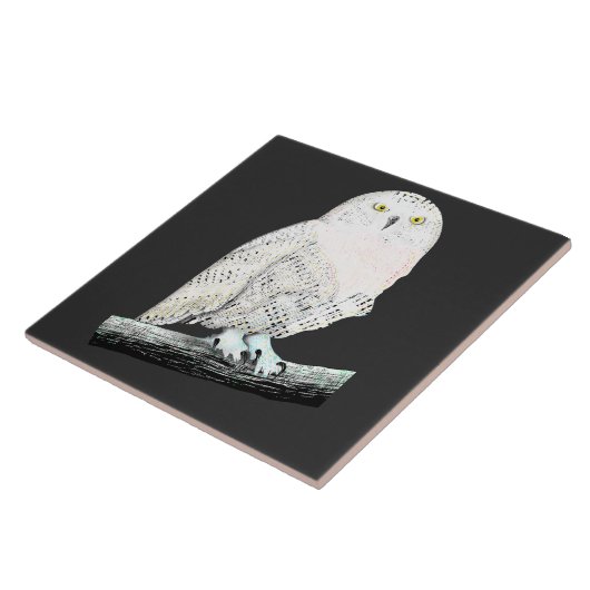 Snowy Owl Tegeltje (Zijkant)