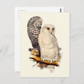  Snowy Owl tekening Briefkaart (Voorkant / Achterkant)