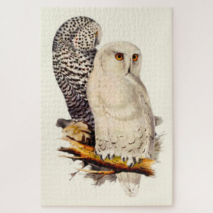  Snowy Owl tekening Legpuzzel