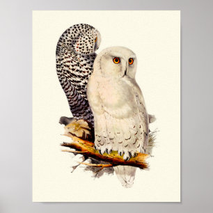 Snowy Owl tekening Poster