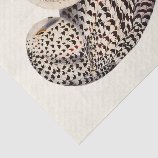 Snowy Owl tekening Tissuepapier (Detail)