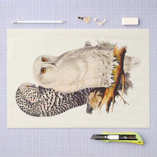  Snowy Owl tekening Tissuepapier (Craft)