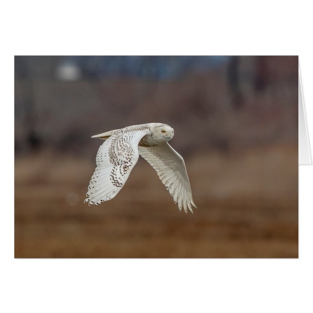 Snowy owl tijdens de vlucht (Voorkant Horizontaal)