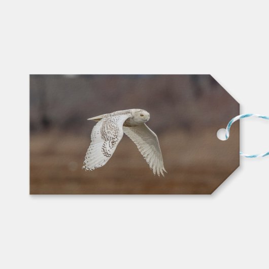 Snowy owl tijdens de vlucht cadeaulabel (Voorkant (Horizontaal))