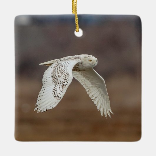 Snowy owl tijdens de vlucht keramisch ornament (Voorkant)