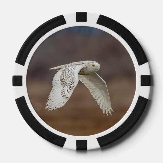 Snowy owl tijdens de vlucht poker chips (Voorkant)