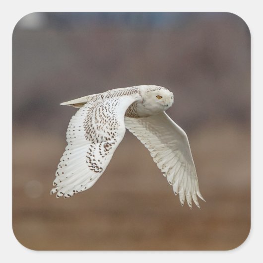 Snowy owl tijdens de vlucht vierkante sticker (Voorkant)