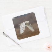Snowy owl tijdens de vlucht vierkante sticker (Envelop)