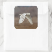 Snowy owl tijdens de vlucht vierkante sticker (Tas)