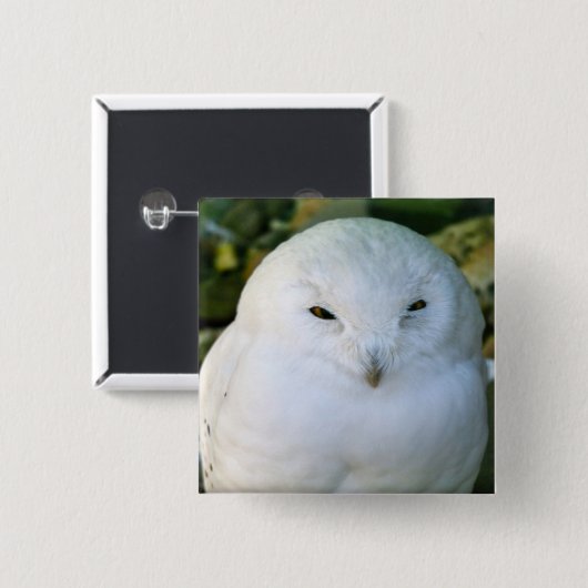 Snowy Owl Vierkante Button 5,1 Cm (Voorkant /achterkant)