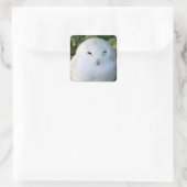 Snowy Owl Vierkante Sticker (Tas)