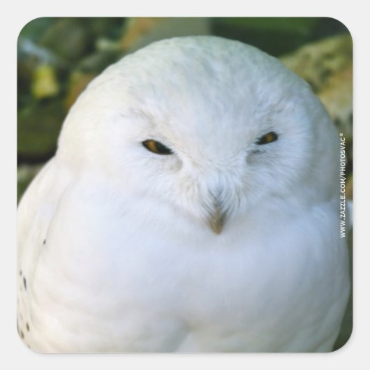 Snowy Owl Vierkante Sticker (Voorkant)