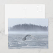 Snowy Owl vliegen in de winter Briefkaart (Voorkant / Achterkant)