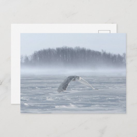 Snowy Owl vliegen in de winter Briefkaart (Voorkant / Achterkant)