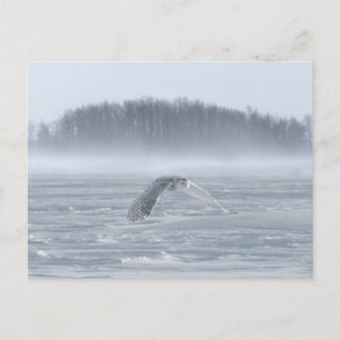 Snowy Owl vliegen in de winter Briefkaart