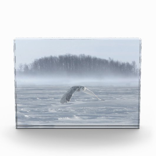 Snowy Owl vliegen in de winter Fotoblokken (Voorkant)