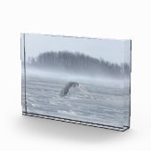 Snowy Owl vliegen in de winter Fotoblokken (Rechts)