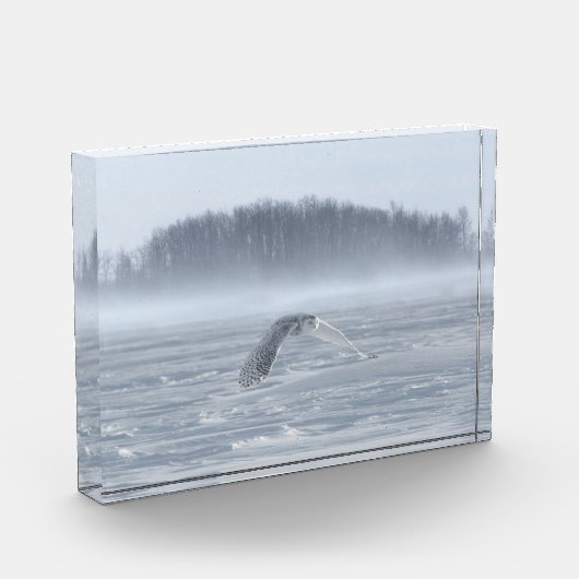 Snowy Owl vliegen in de winter Fotoblokken (Links)