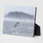 Snowy Owl vliegen in de winter Fotoplaat (Zijkant)