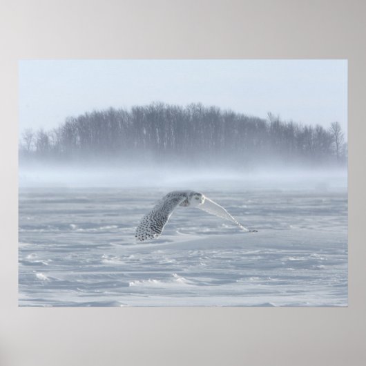 Snowy Owl vliegen in de winter Poster (Voorkant)