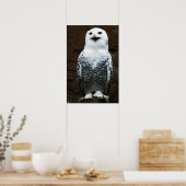 Snowy Owl wapn Poster (Keuken)