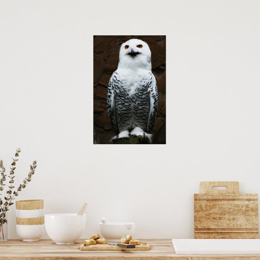 Snowy Owl wapn Poster (Keuken)