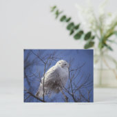 Snowy Owl - White Bird against a Sapphire Blue Sky Briefkaart (Staand voorkant)