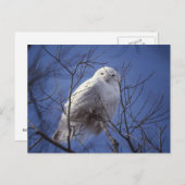 Snowy Owl - White Bird against a Sapphire Blue Sky Briefkaart (Voorkant / Achterkant)