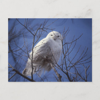Snowy Owl - White Bird against a Sapphire Blue Sky Briefkaart