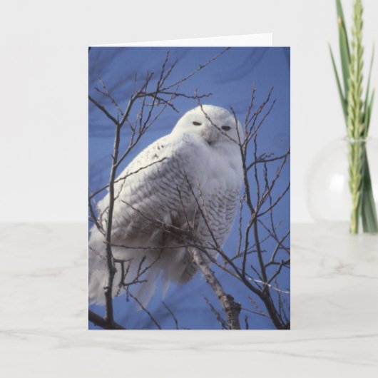 Snowy Owl - White Bird against a Sapphire Blue Sky Kaart (Voorkant)