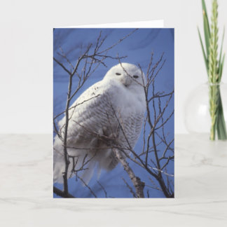 Snowy Owl - White Bird against a Sapphire Blue Sky Kaart