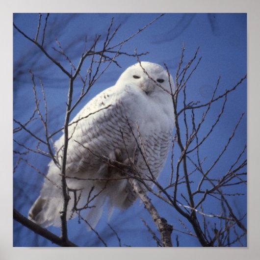Snowy Owl - White Bird against a Sapphire Blue Sky Poster (Voorkant)
