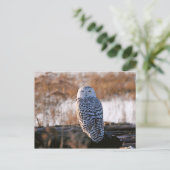Snowy Owl Winking Briefkaart (Staand voorkant)
