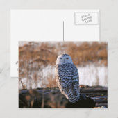 Snowy Owl Winking Briefkaart (Voorkant / Achterkant)