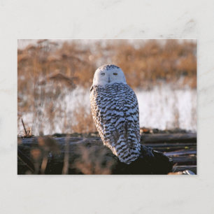 Snowy Owl Winking Briefkaart