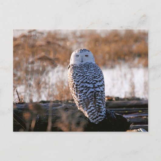 Snowy Owl Winking Briefkaart (Voorkant)