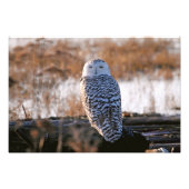 Snowy Owl Winking Foto Afdruk (Voorkant)