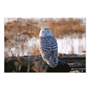 Snowy Owl Winking Foto Afdruk